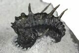 Rare, Proetid (Otarionella) Trilobite - Jebel Oudriss, Morocco #183723-1